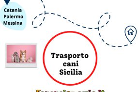 Trasporto cani in Sicilia: come prepararsi al viaggio